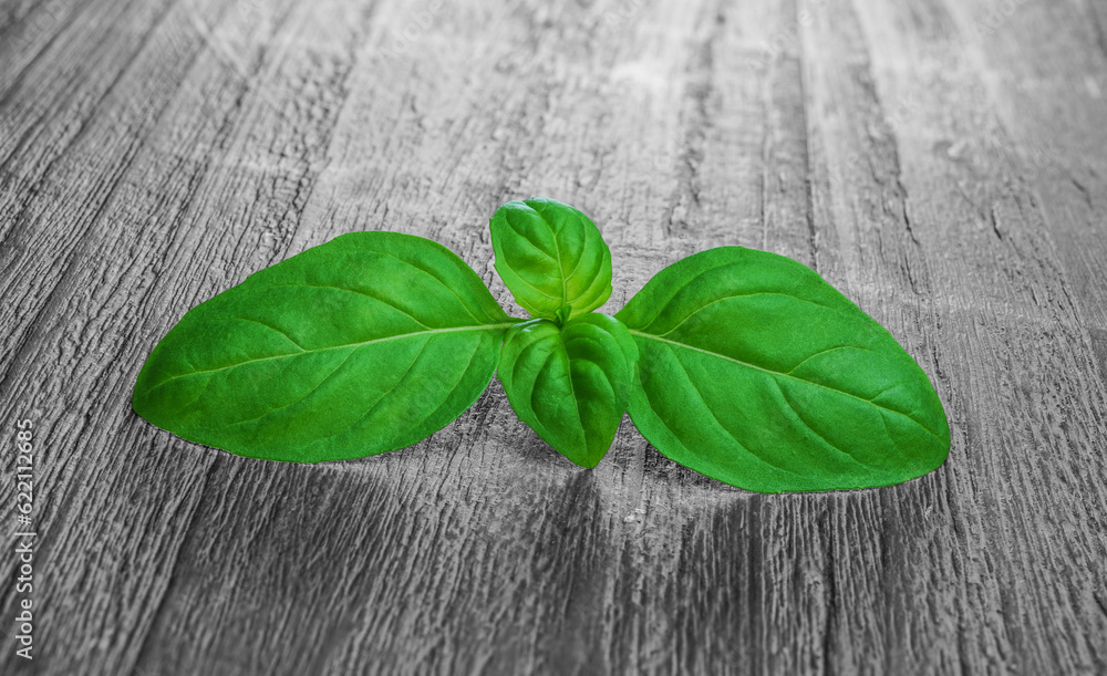 Canvas Prints fresh green basil leaves on a wooden background