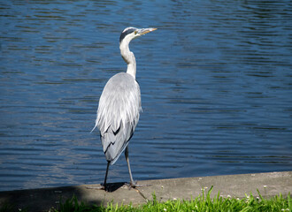 Am Ufer eines Teichs sitzender Reiher
