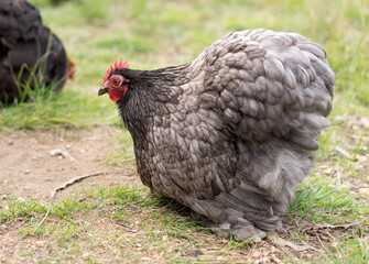 Live organic free range bantam chickens forage for food