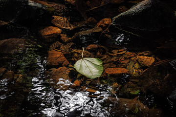 leaves in water, “uma folha à deriva” 