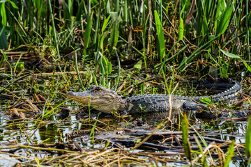 This is a shot of an Alligator in the marsh at the edge of Lake Tohipekaliga Kissimmee Florida on 23 December 2015