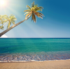 Beautiful caribbean sea and green palmen.Sommer ocean landscape as background.