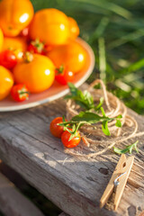 harvest of tomatoes on plate in a garden with flowers