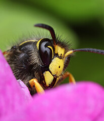 Wasp in pink flower, face close-up macro