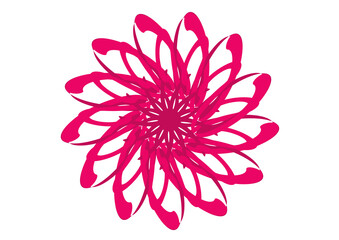 pink dahlia flower