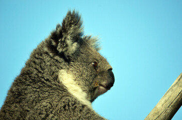close up of Australian Koala (Phascolarctos cinereus) sitting in a gum tree with blue sky background. Australia‚Äôs iconic marsupial mammal.