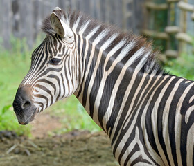 Fototapeta na wymiar Closeup on beautiful zebra's head