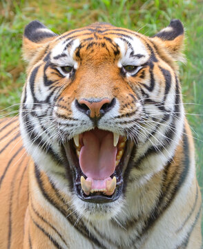 Tiger close-up of face at zoo