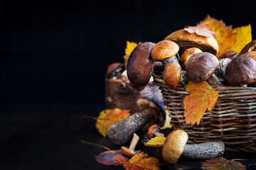 Autumnal wild forest edible mushrooms (boletus) in basket