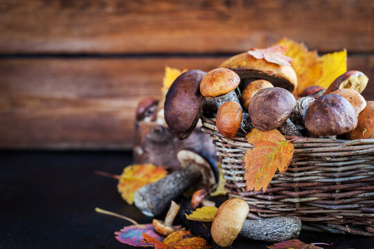 Autumnal wild forest edible mushrooms (boletus) in basket