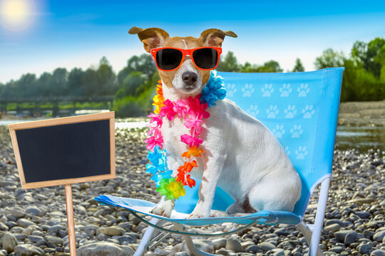jack russell dog on a  beach chair or hammock at the beach relaxing  on summer vacation holidays, ocean or river  shore as background , banner and placard to the side