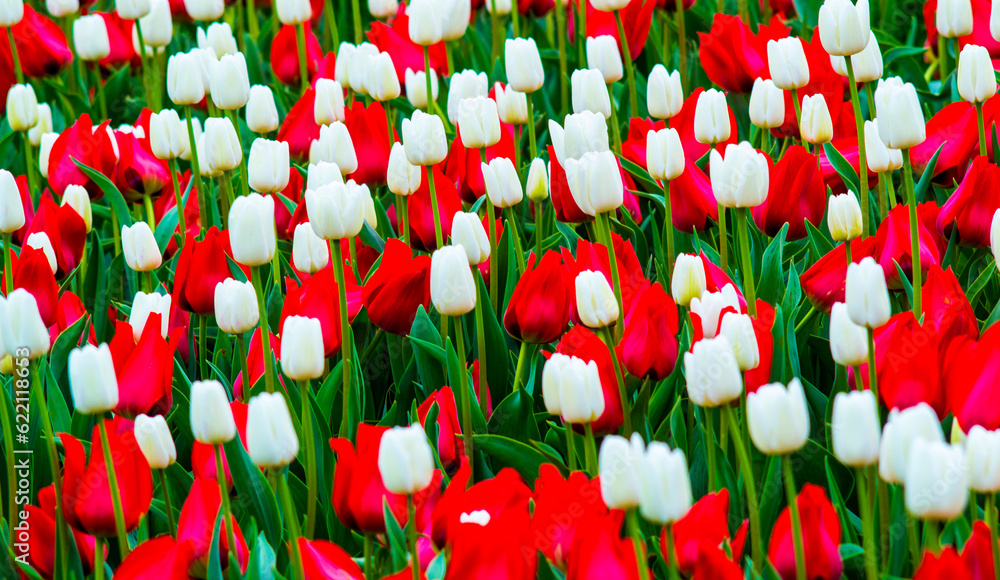 Canvas Prints field of tulips. red and white tulips