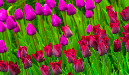tulips. field of tulips. tulips flowers