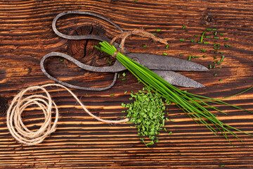 Fresh and dry chives herb with vintage scissors on rustic wooden table. Culinary aromatic herbs.