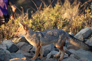 Zorro Culpeo, Cerro el Carbón