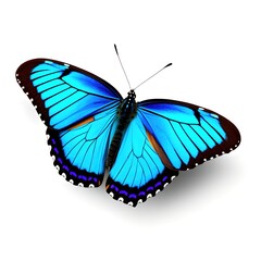 Fototapeta na wymiar beautiful photo of blue butterfly with good quality