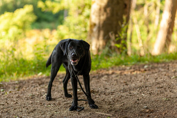 Black dog with tongue sticking out standing on the road in the forest