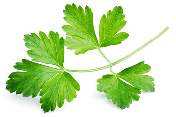 Garden parsley herb (coriander) leaf isolated on white background