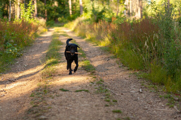 Black Labrador Retriever running on a dirt road in the forest