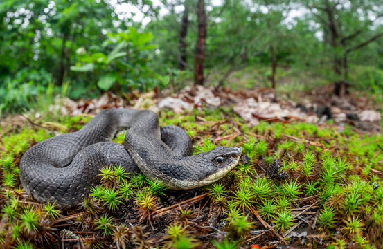 Male eastern hognose snake trying to bask in the rain
-Massachusetts 