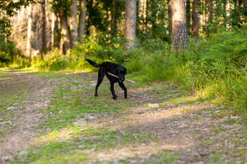 Labrador retriever puppy playing in the forest. Selective focus.