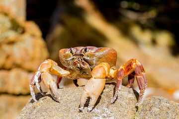 Hairy leg mountain crab, Tachai island, Phang Nga Province, Thailand