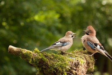 Jay bird monther feeding a demanding young Jay chick