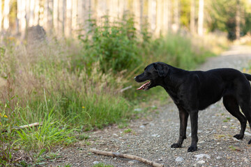 Black Labrador retriever dog on a path in the forest in summer