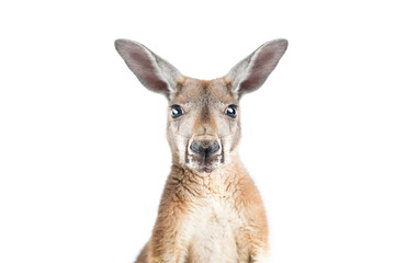 Red kangaroo in studio on a white background.