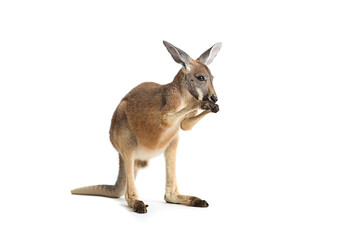 Red kangaroo in studio on a white background.