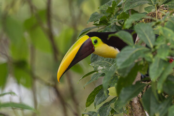Yellow-throated Toucan