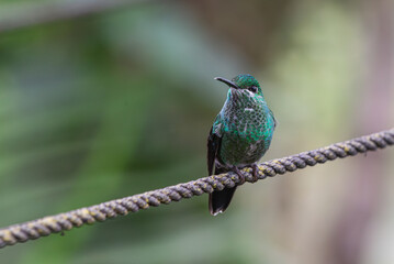 Green-crowned Brilliant