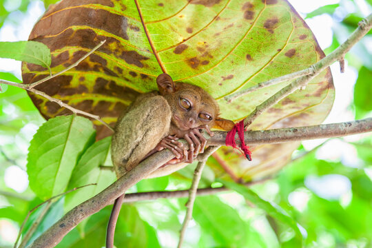 Tropical Philippines Tarsier from Bohol