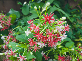 Combretum indicum or Rangoon creeper or Quisqualis indica L, Dutch jasmine flowers, Chinese honeysuckle or Ceguk flowers with green leaves. in spring blooming close-up with soft selective focus.