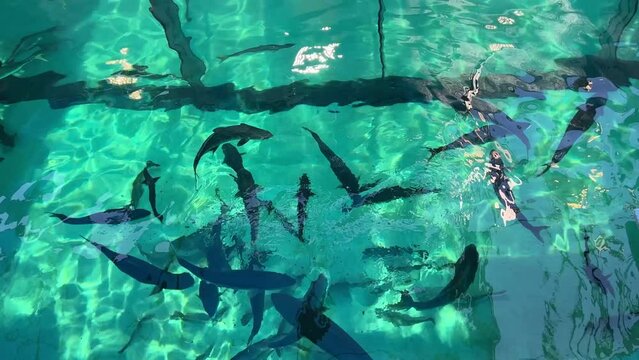 Big predator fishes swimming at the bottom of a deep tank