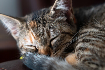 small kitten  © Allison