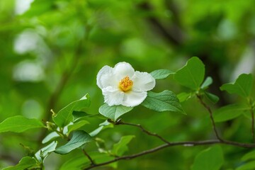 光を浴びて輝く満開のナツツバキ（沙羅双樹）の花