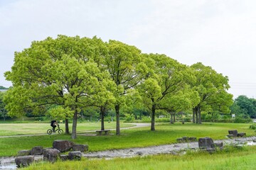 広々とした芝生広場と新緑のクスノキのコラボ情景