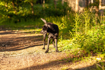 Black dog playing in the park on a sunny summer day. Selective focus.