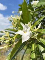Obraz na płótnie Canvas Cerbera manghas (sea mango) white flower and fruits. Green Suicide tree, Pong-pong, Othalanga (Cerbera odollam) on the tree in the park.