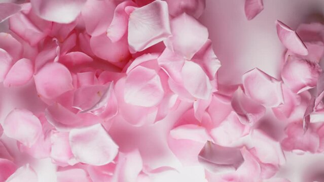 Pink Rose Petals falling,slow motion