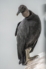 Vulture on Balcony