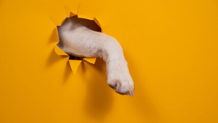 Dog jack russell terrier tore paw cardboard orange background. 