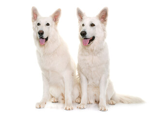 white swiss shepherds in front of white background