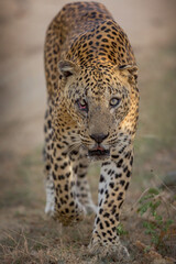 Fototapeta na wymiar leopard legend of yala king of srilankan leopards dangerous look with carnivorous animal