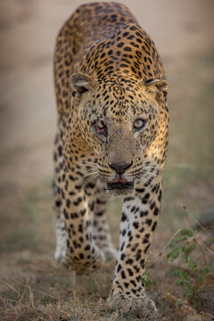 leopard legend of yala king of srilankan leopards dangerous look with  carnivorous animal