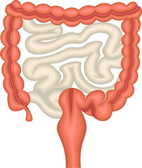 大腸　小腸　イラスト