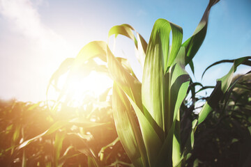 The concept of an agricultural farm, with abundant corn leaves, is a beautiful scenery at sunset on...