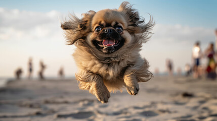Obraz premium Close up photo of a Pekingese dog jumping to the beach.
