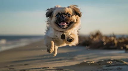 Printed roller blinds Beijing Close up photo of a Pekingese dog jumping to the beach.